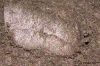 Witchy Woodland Creatures Loose Eye Shadow