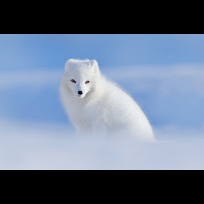 Perfume Oil: Arctic Foxes Having Cake