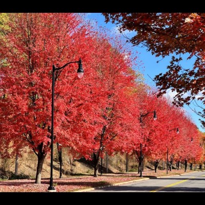 Eau de Parfum: Maple, Aspen, And Oak Eau de Parfum: Maple, Aspen, And Oak