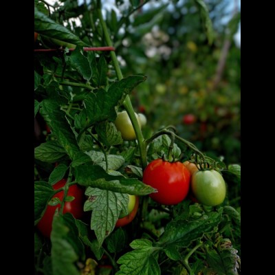 Perfume Oil: Heirloom Tomato Leaf