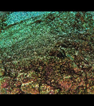 Exquisites: Resplendent Loose Eye Shadow