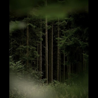 Perfume Oil: Lightless Forest