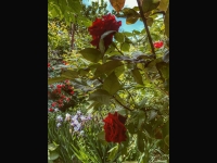 A rose garden in Armenia