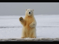 A polar bear with a paw raised