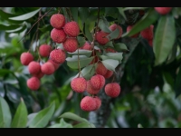 Lychee fruit growing on the tree