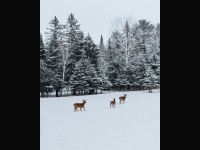 Deer in a snowy clearing