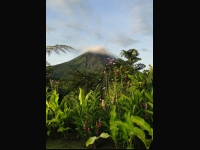 Arenal volcano in Costa Rica with flowering plants in the foreground