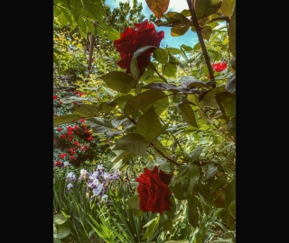 A rose garden in Armenia