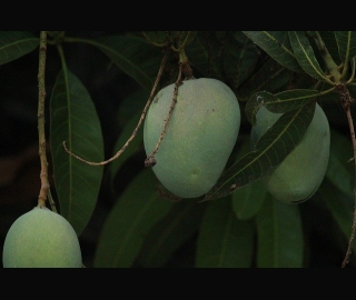 Mango tree in Kerala
