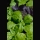 Green and purple basil plants