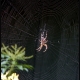 Orb weaver spider in web shining in sunlight