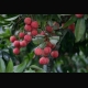 Lychee fruit growing on the tree