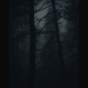 A boreal forest at night